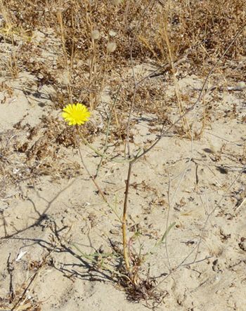 Sonchus maritimus- Grespino marittimo